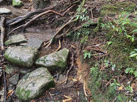 森の石道 苔,岩,道の写真素材