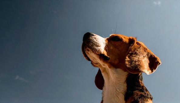 空とビーグル犬 空とビーグル犬の写真