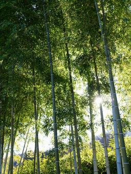 光が差し込む竹林の風景 竹林,竹,緑の写真素材