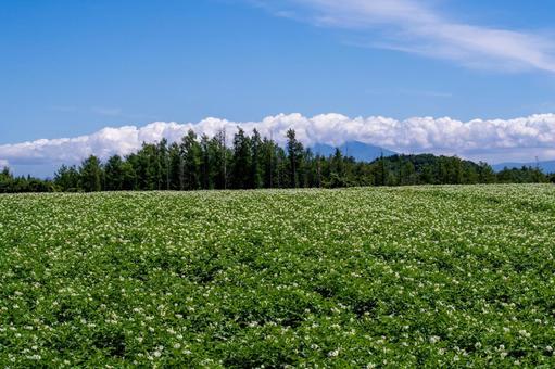 夏空の下に咲くジャガイモの花畑 夏空の下に咲くジャガイモの花畑 ジャガイモ畑,花,畑の写真素材