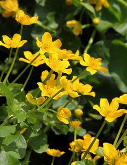 リュウキンカ・立金花　咲く風景 山野草,湿原,可愛いの写真素材