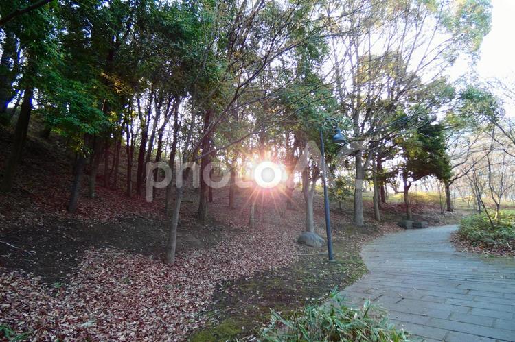 森と朝日 大きな木,自然,落ち着きの写真素材