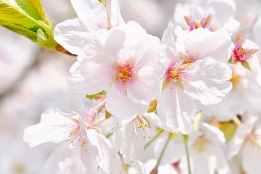 桜の花 桜の花の写真