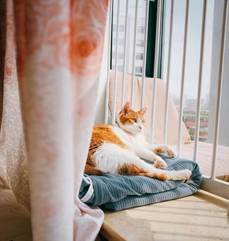 A cat relaxing by the window with sunlight streaming in, JPG