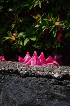 ツツジ散る ツツジ散る ツツジ,躑躅,映山紅の写真素材