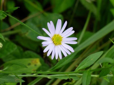 道端のヨメナの花 道端のヨメナの花の写真