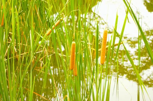 庭池のガマ 3 庭池のガマ 3の写真