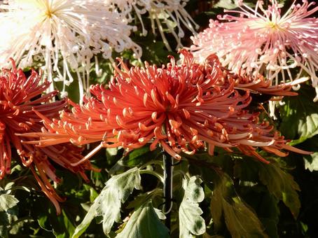 【風景写真】福山菊花展覧会の風景 キク,菊,菊花展の写真素材