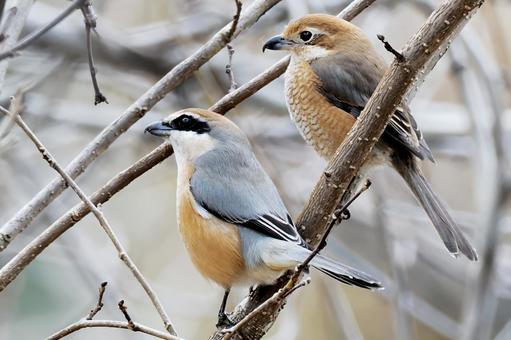 モズのカップル モズのカップル 百舌鳥,モズ,鵙の写真素材