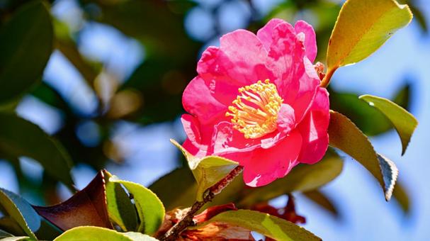 サザンカの赤い花 サザンカ,花,冬の写真素材