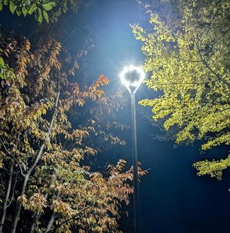 木々に囲まれた電灯 木々,木,電灯の写真素材