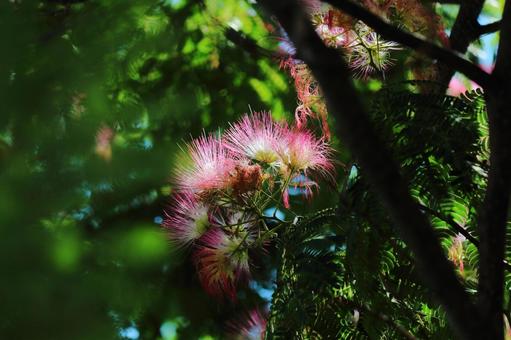 Photo, nemnock, silk tree, flower, 