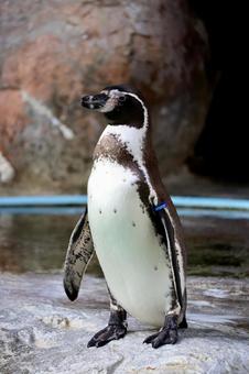 フンボルトペンギン フンボルトペンギンの写真