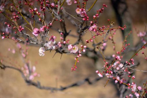 春の訪れ、可憐な梅の花 梅,梅の花,花の写真素材