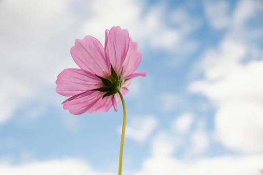 青空と白い雲に咲く可憐なピンクのコスモス コスモス,秋桜,花の写真素材