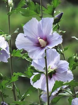 Photo, muggets, hibiscus, blue satin, 