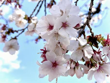 桜と青空 08 桜と青空 08の写真