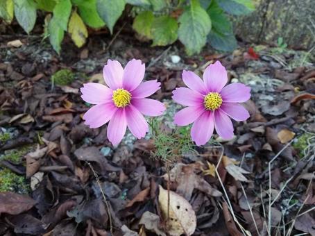 コスモス コスモスの写真