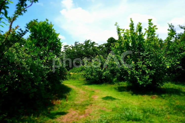 よく晴れた日の草の道 夏,日差し,木の写真素材