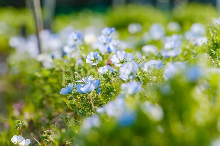 光に包まれるネモフィラの花畑 ネモフィラ,花,花びらの写真素材