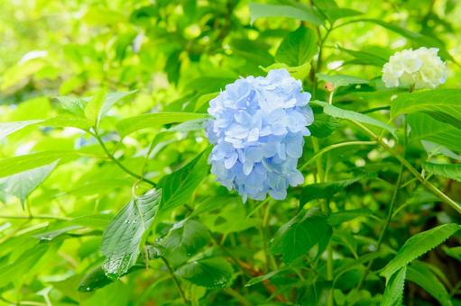 紫陽花 梅雨の季節 紫陽花 梅雨の季節の写真