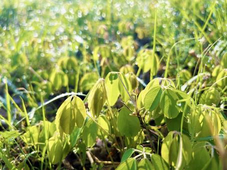 雨上がりの水滴が残る野草の群生 雨上がりの水滴が残る野草の群生 葉,リーフ,緑色の写真素材