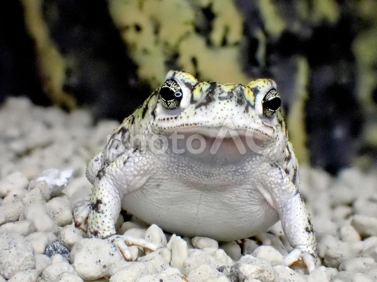 テキサスミドリヒキガエル（カエル） テキサスミドリヒキガエル,カエル,ヒキガエルの写真素材