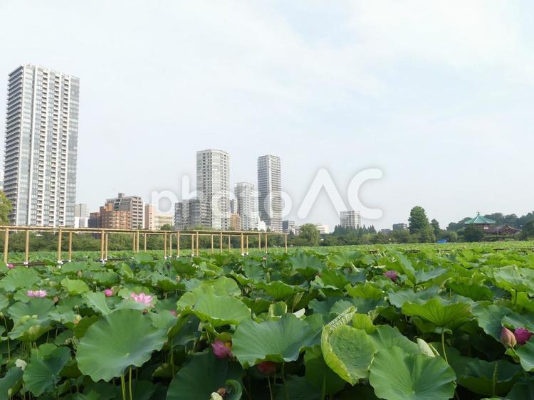 不忍池、蓮の花 ハス,はす,上野公園の写真素材