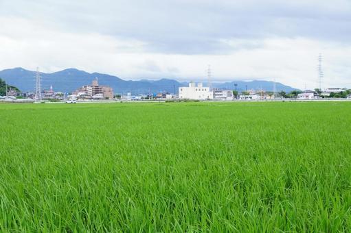 稲作 稲作 稲,風景,景色の写真素材