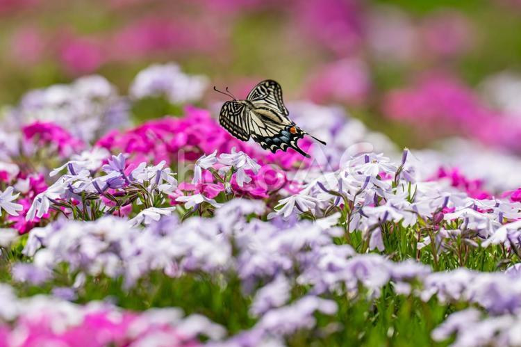 芝桜とアゲハ蝶 芝桜,アゲハ蝶,昆虫の写真素材