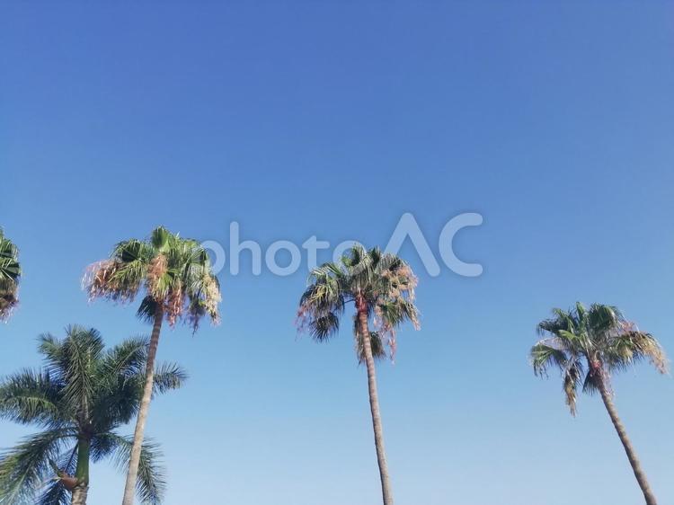 やしの木 ヤシの木,空,木の写真素材