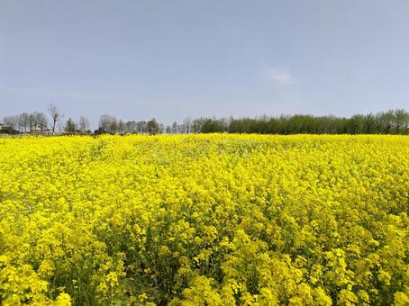 花畑 花畑 花,自然,春の写真素材
