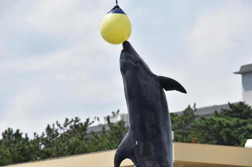 海豚, JPG 海豚, 海豚, 水族館, 活物, JPG