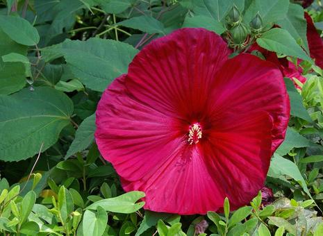 アメリカフヨウ アメリカフヨウ,亜米利加芙蓉,クサフヨウの写真素材