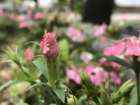 ナデシコ ナデシコの写真