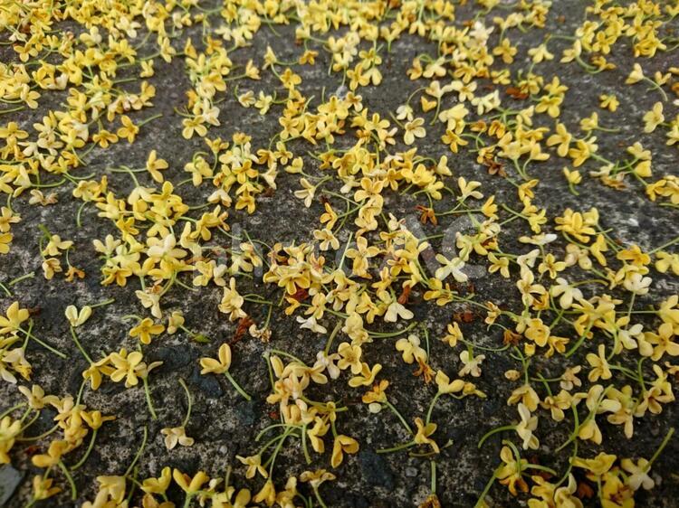 ギンモクセイ(散) ギンモクセイ,花,葉の写真素材