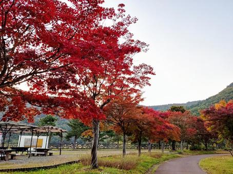 紅葉した木々が並ぶ道 紅葉した木々が並ぶ道 紅葉,秋,10月の写真素材