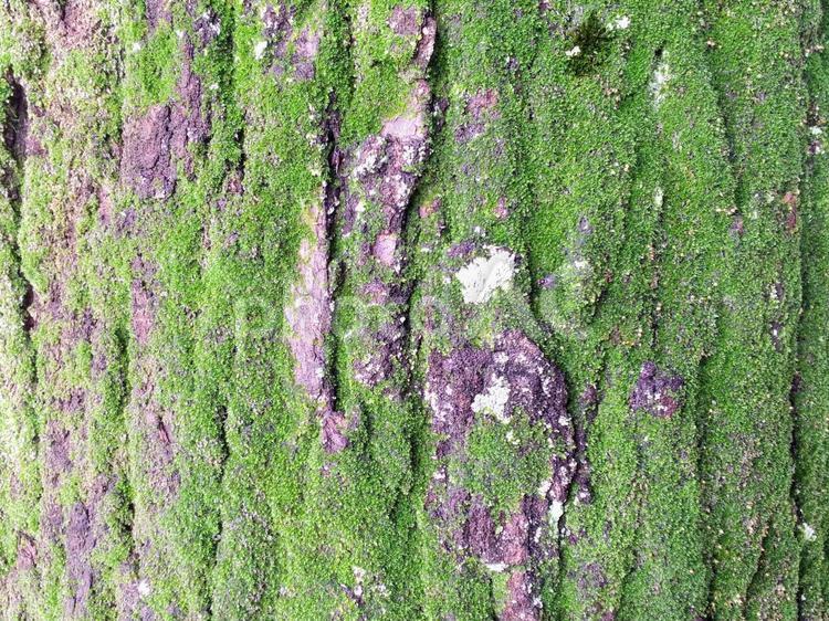 木の表面 木,苔,コケの写真素材