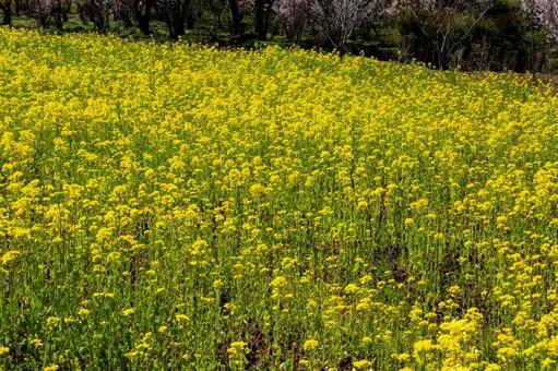 花見山の春⒂ 花見山の春⒂の写真