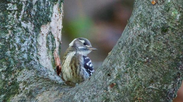 横向くコゲラ 野鳥,小鳥,コゲラの写真素材