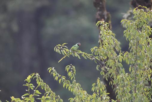 Black-headed Parakeet, JPG Black-headed Parakeet, JPG