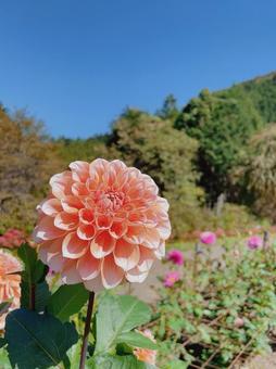 花 花の写真