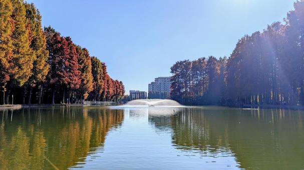 秋の別所沼公園 別所沼公園,秋,紅葉の写真素材