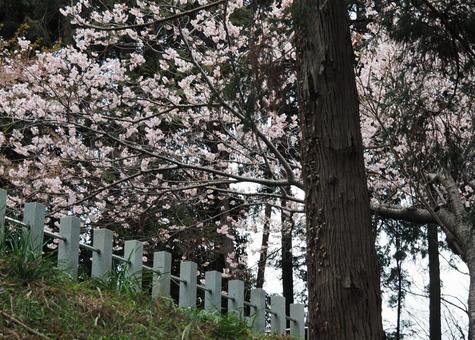 杉と桜のコラボレーション 桜,ピンク,人物なしの写真素材