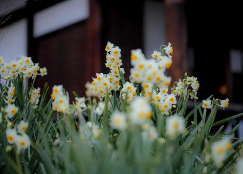 水仙の写真