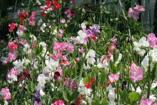 スイートピーの咲く風景 つる性,草花,愛らしいの写真素材