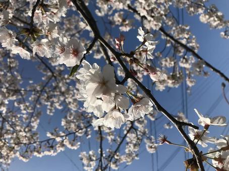 春の桜 春の桜の写真