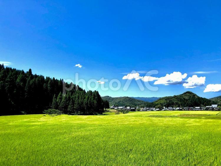 田んぼと夏と青空 風景,田んぼ,稲の写真素材