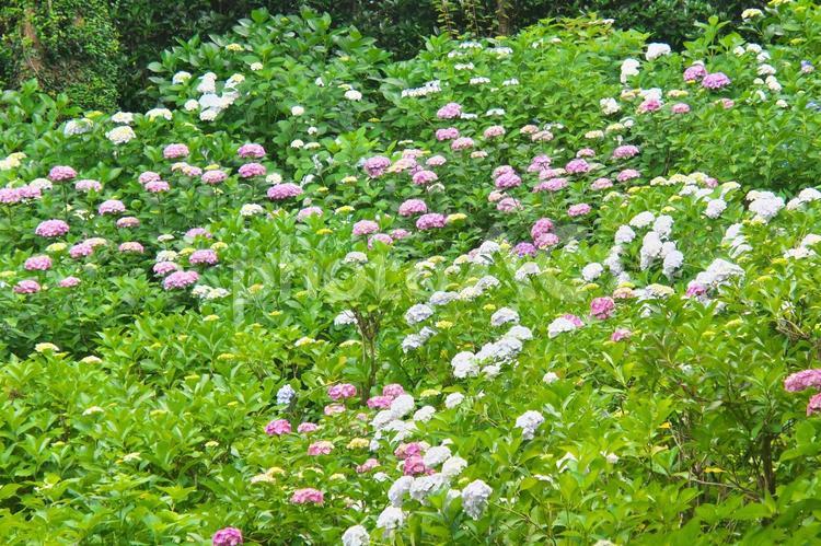 きれいに咲き揃ったアジサイの花畑 アジサイ,あじさい,紫陽花の写真素材