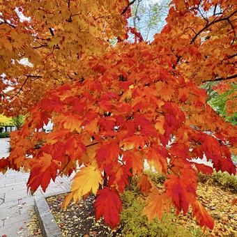 紅葉 札幌 中島公園12 紅葉,風景,植木の写真素材